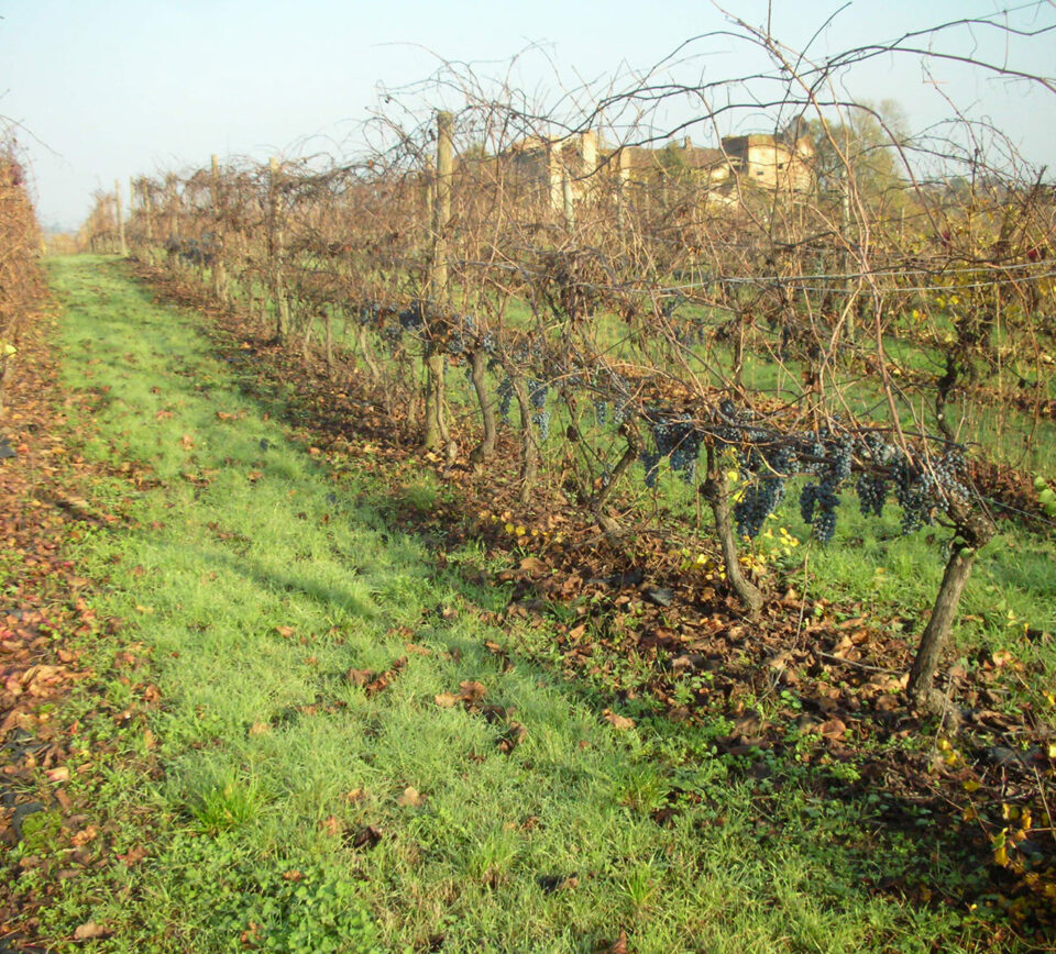 vigneto vigneto